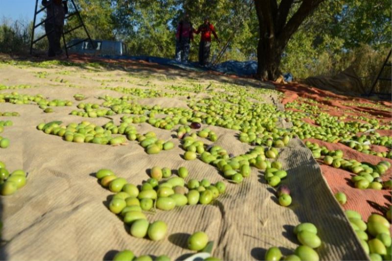 Sofralık zeytin ihracatı 150 milyon doları aştı