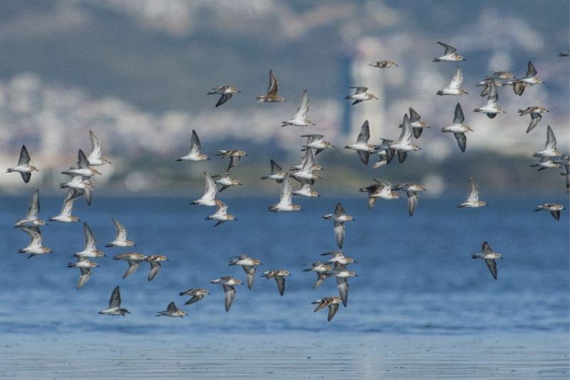 UNESCO mirası Gediz Deltası