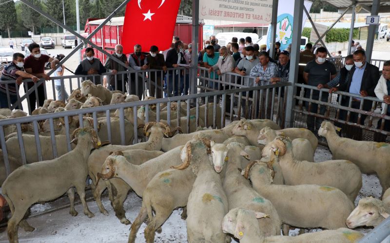 Manisa’da 140 damızlık koç dağıtıldı