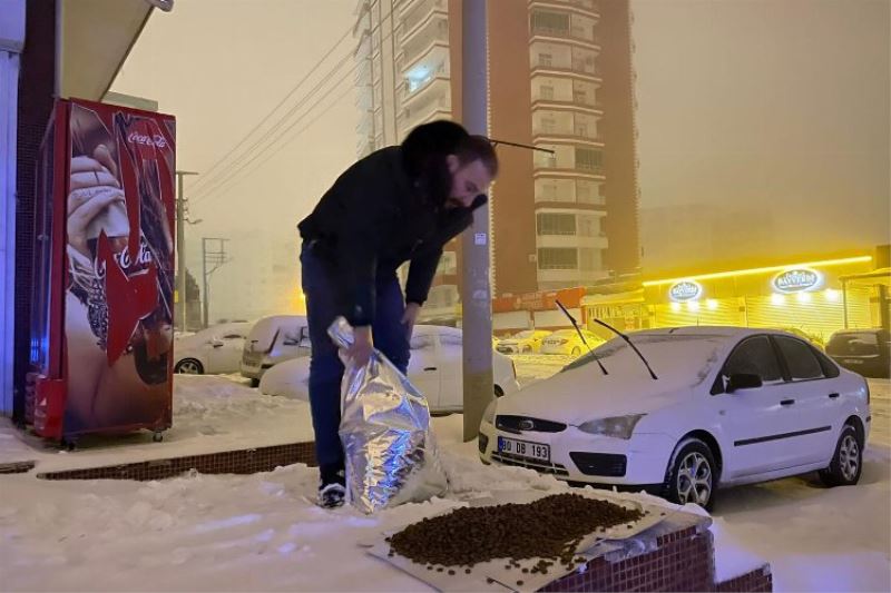 Mardin Büyükşehir sokak hayvanlarına düzenli mama dağıtıyor