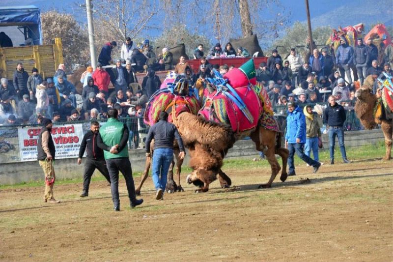 27. Atça Deve Güreşi Festivali düzenlendi 