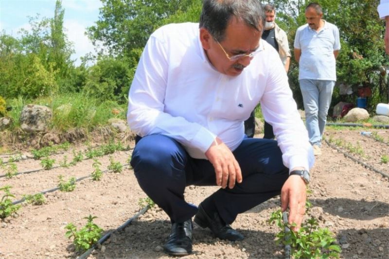 Üreticilere sebze tohumu desteği