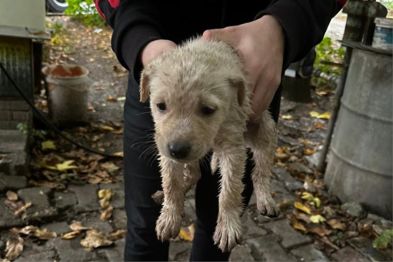 Dereye düşen yavru köpeği Kocaeli İtfaiyesi kurtardı