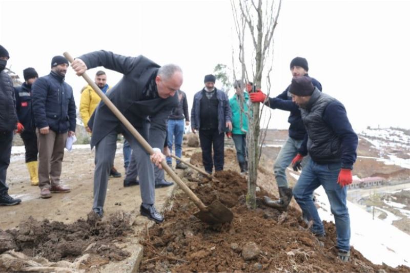 Rize Belediyesi binlerce ağacı toprakla buluşturuyor 