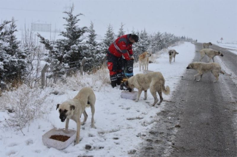 Soğuk havada karlı yollar hayvanlar için açıldı 