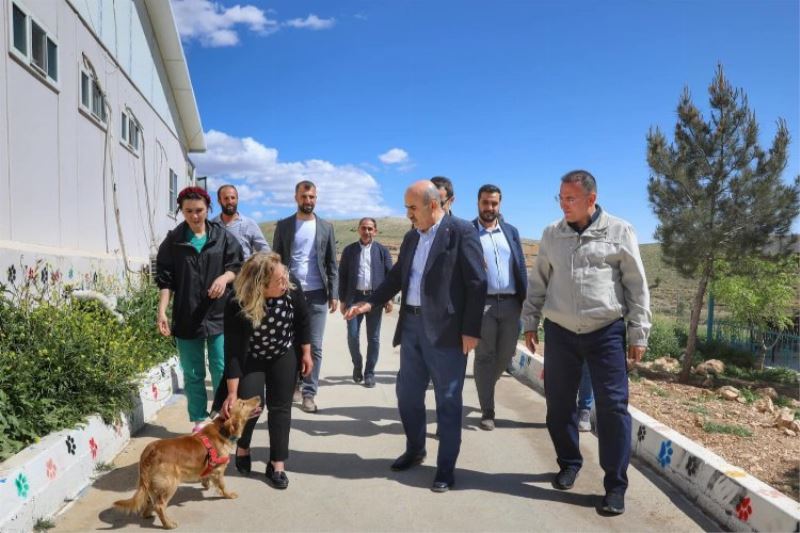 Mardin’de sokak hayvanları için doğal yaşam alanı oluşturuluyor