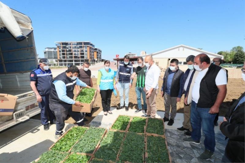 Kocaeli İzmit Belediyesi köylere binlerce fide desteği verecek