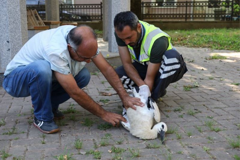 Yaralı leyleğe 