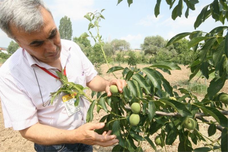 Bursa Yenişehirli meyve yetiştiricisine bilinçli budama çağrısı