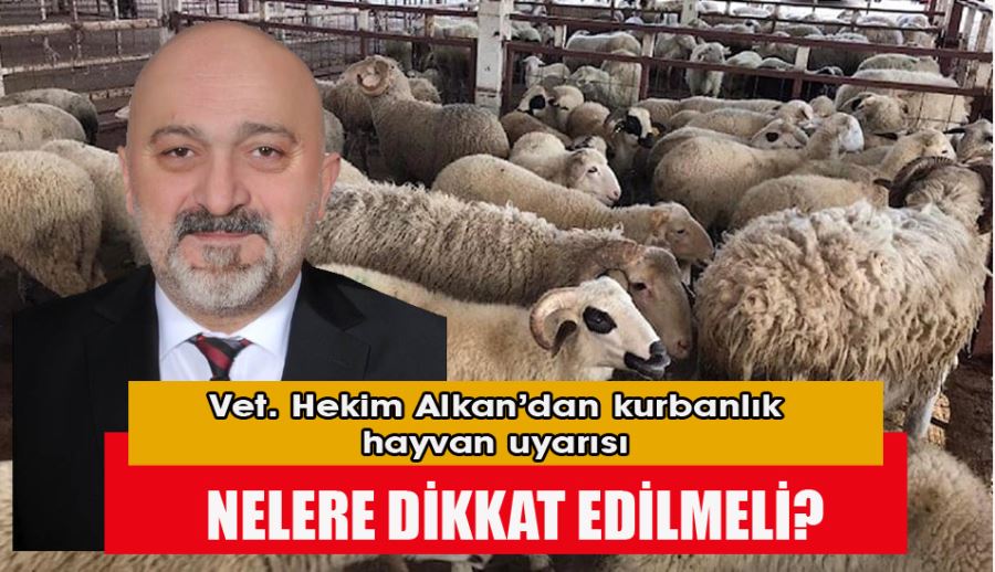 Veteriner Hekim Alkan’dan kurbanlık hayvan uyarısı