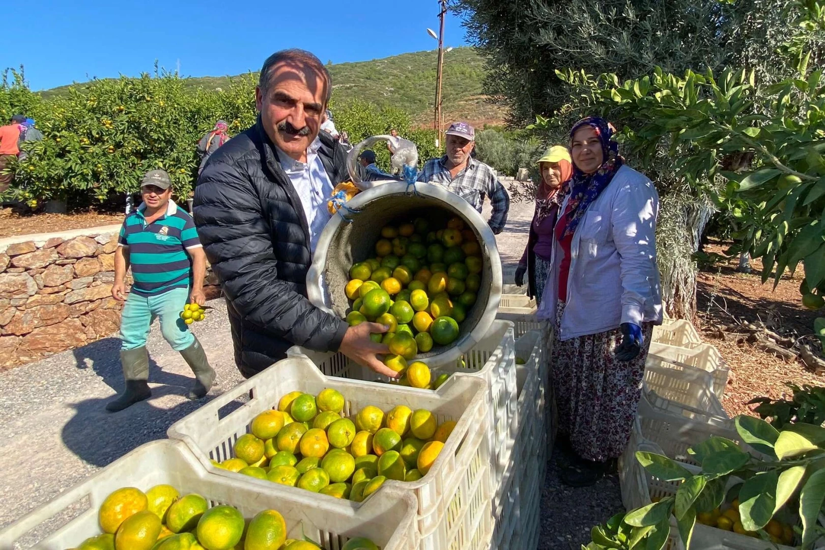 Satsuma mandalinanın ihracat yolculuğu başlıyor