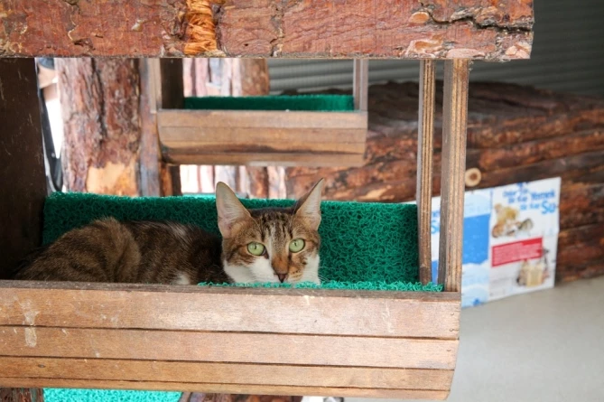 Konak’ın Engelleri Aşan Kedi Evi’nden Sahiplenme Çağrısı