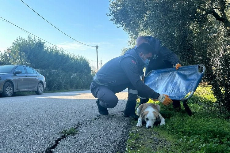 Yaralanan sevimli köpek sağlığına kavuştu