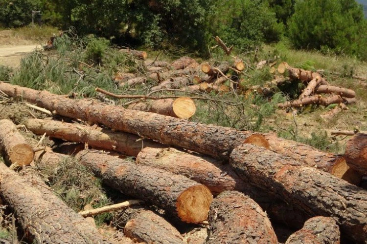 Bursa Kent Konseyi yüzlerce ağacın kesildiği Kestel