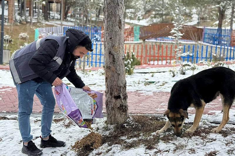 Karabük Belediyesi Soğuk Havalarda Sokak Hayvanlarını Unutmuyor