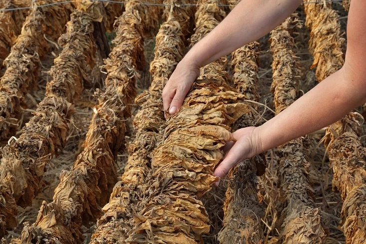 Tütün sektörü 2025 yılında 80 bin ton üretim hedefi koydu