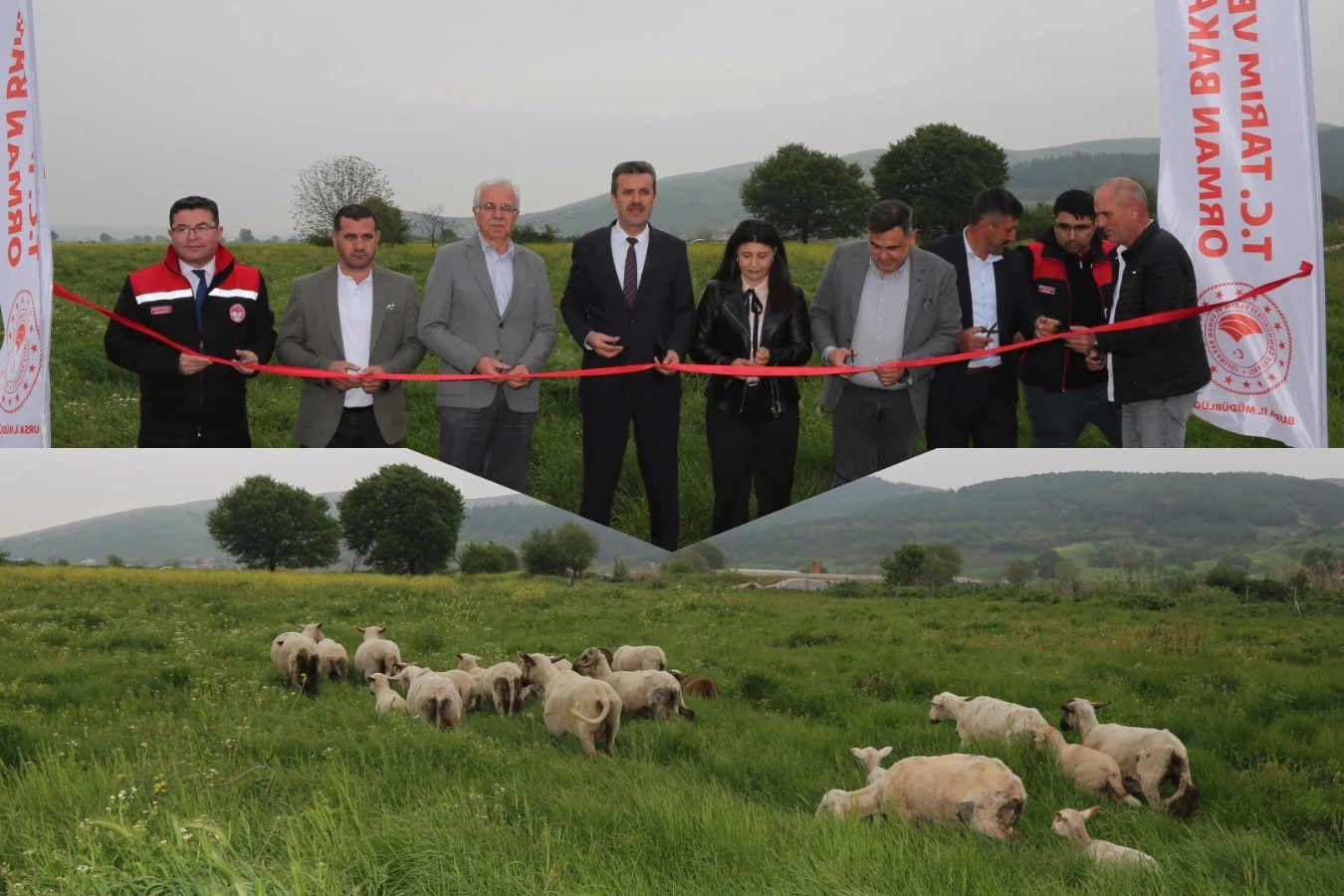 Bursa’da mera ıslahıyla hayvancılık güçleniyor