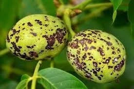 TEPEBAŞI BELEDİYESİ ÜRETİCİLERİ HASTALIKLARA KARŞI UYARDI