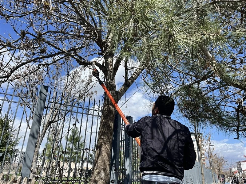 MUŞ BELEDİYESİNDEN AĞAÇ BUDAMA ÇALIŞMASI