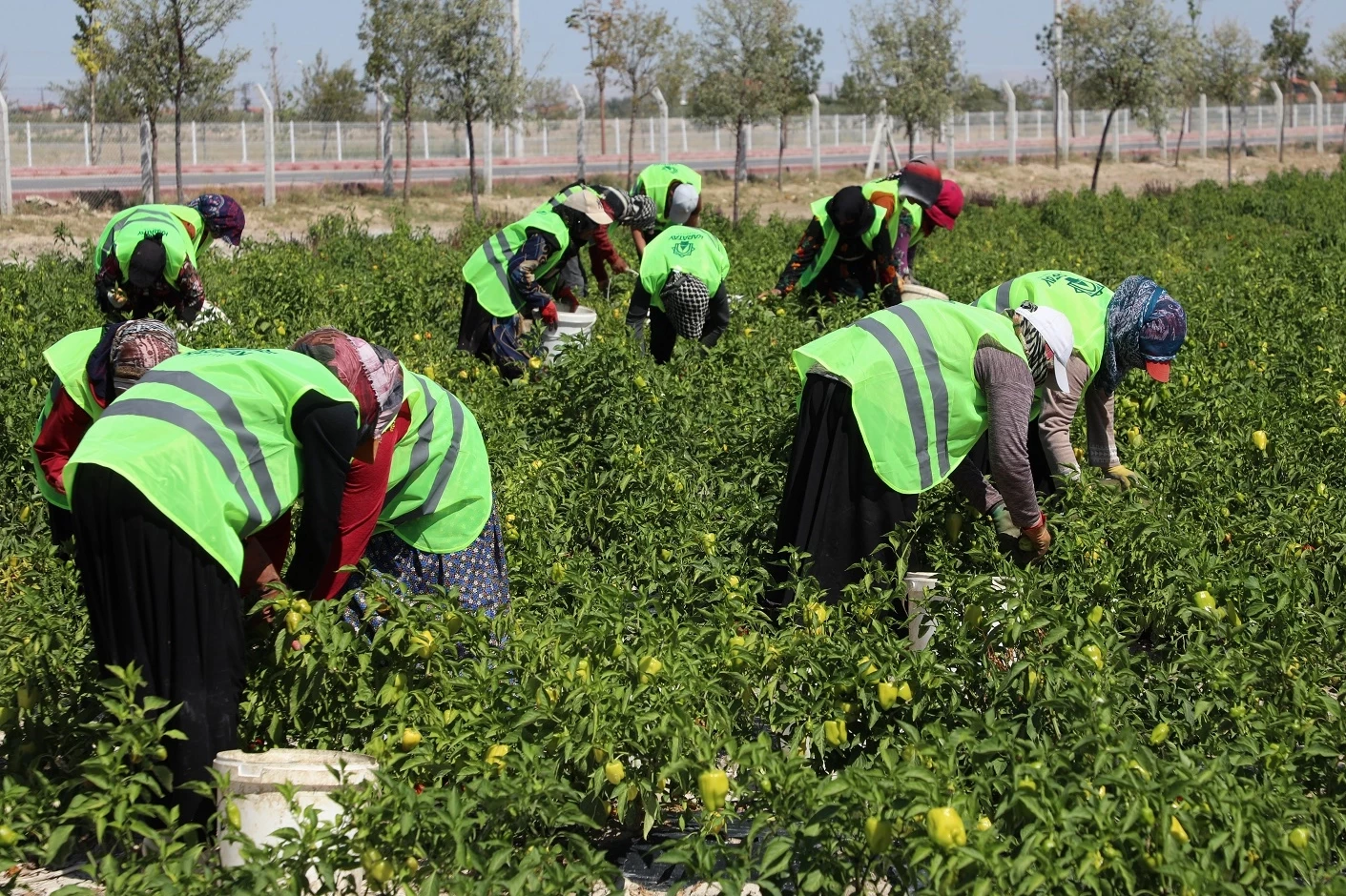 Binlerce yıllık Ata tohumları Karatay