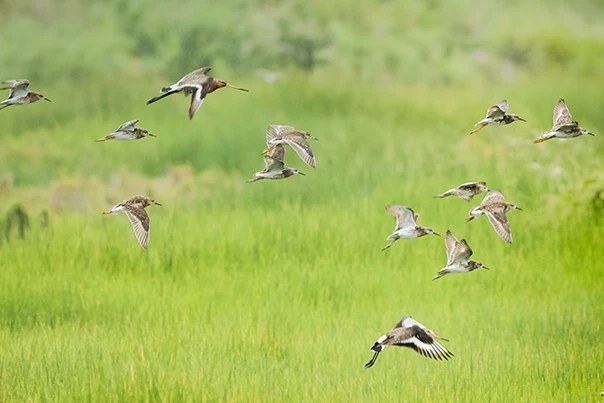 Mileyha Kuş Cenneti için SİT hazırlığı