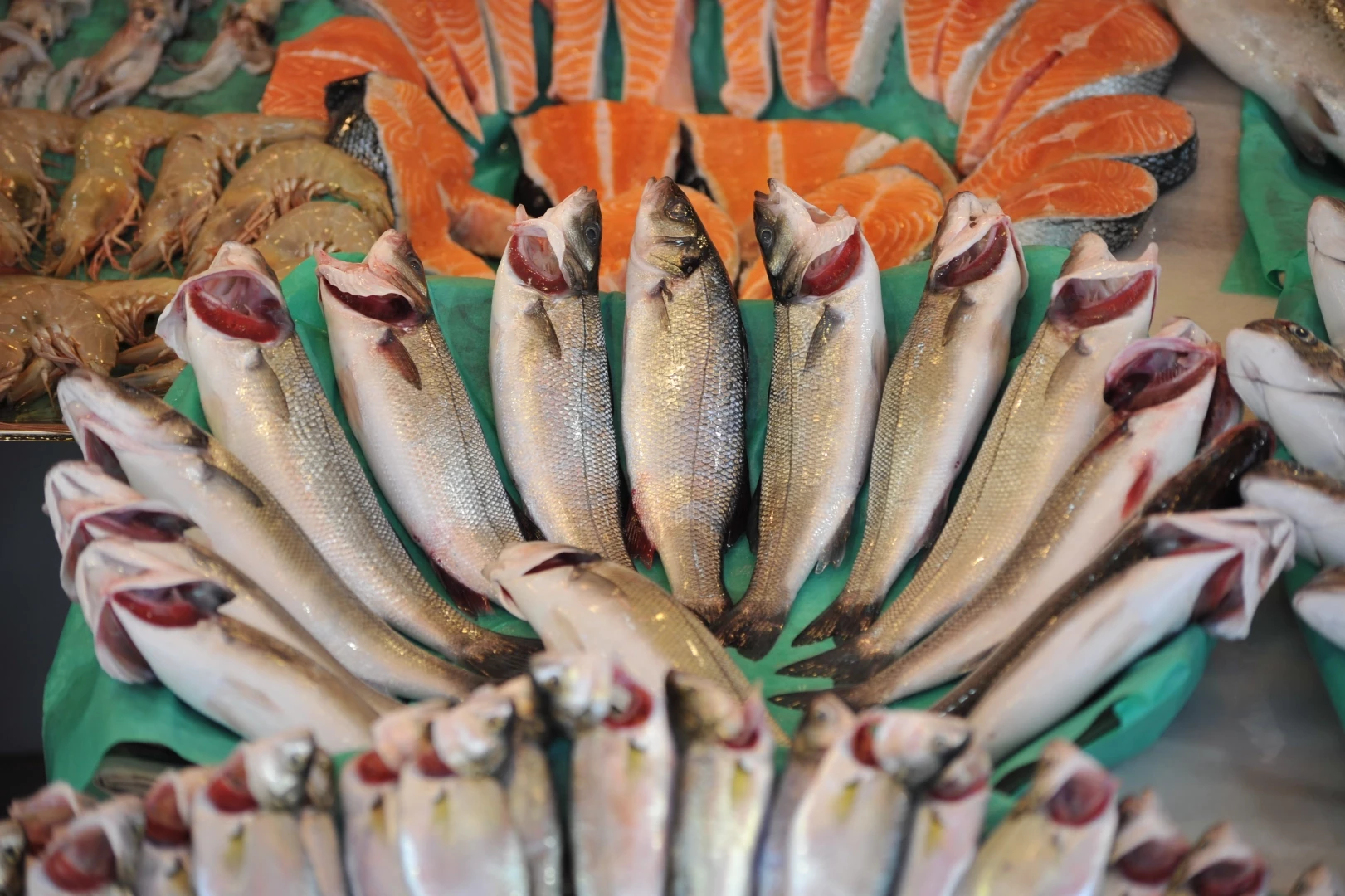 Levrek, çipura ve Türk somonu ihracatı sırtladı