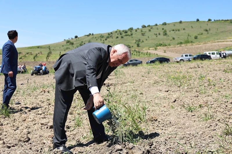 Nilüfer Belediyesi Konaklı’ya 800 zeytin fidanı dikti