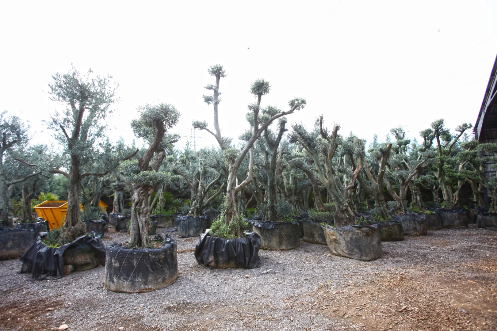 Tohumdan üretimle Karabağlar