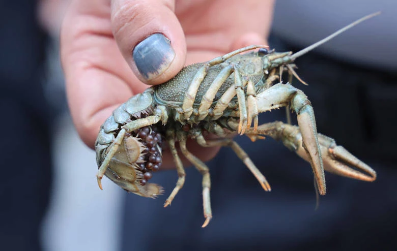 Antalya Otobüs Terminali’nde usulsüz gıda taşıyanlara göz açtırılmıyor