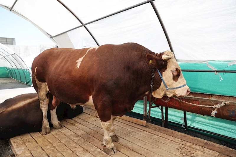 Bağcılar’da Kurban Pazarının Gözdesi “Şampiyon”
