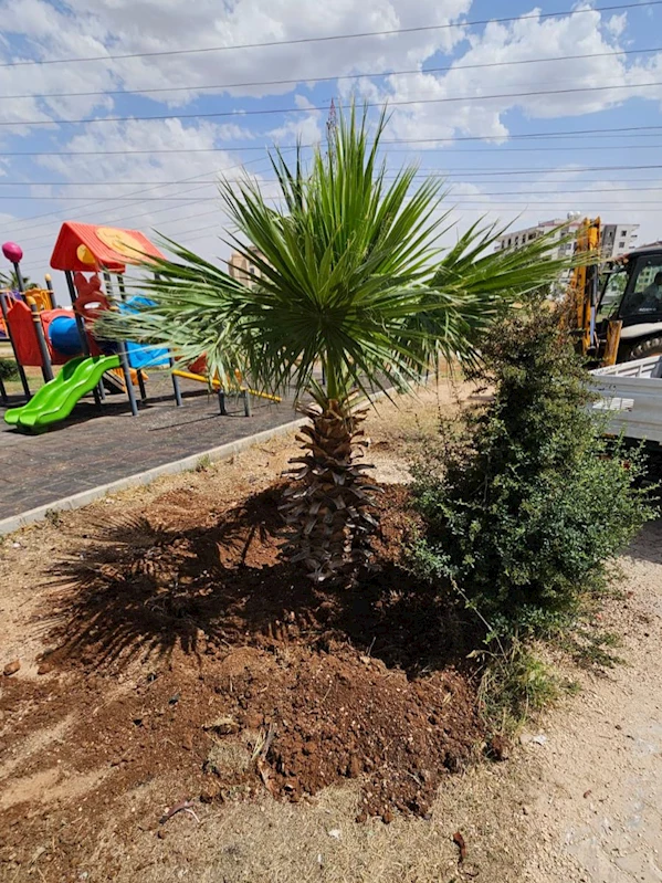 Mardin Büyükşehir, Yanan Palmiyenin Yerine Yenisi Dikti