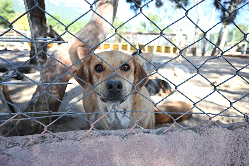Kemer Belediyesi “Can dostlarına” sahip çıkıyor