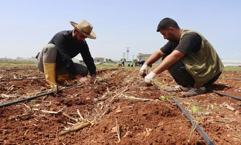 ŞANLIURFA BÜYÜKŞEHİR BELEDİYESİ, ATA TOHUMLARINI TOPRAKLA BULUŞTURDU