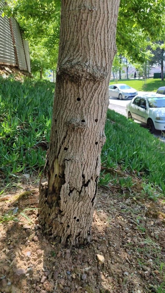 KAVACIK’TAKİ HASTA AĞAÇLAR UZAKLAŞTIRILACAK