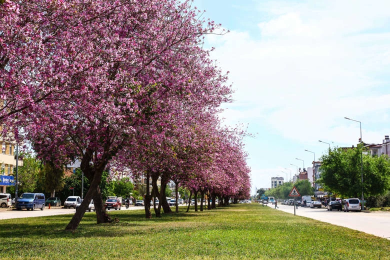 Antalya yaz renklerine bürünüyor