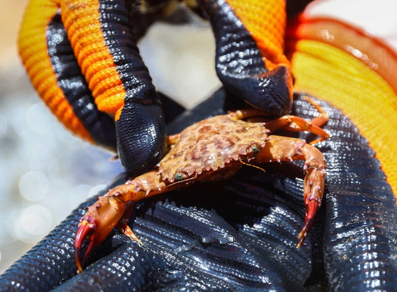 Antalya Büyükşehir Belediyesi’nden Kaleiçi Yat Limanı’nda deniz dip temizliği
