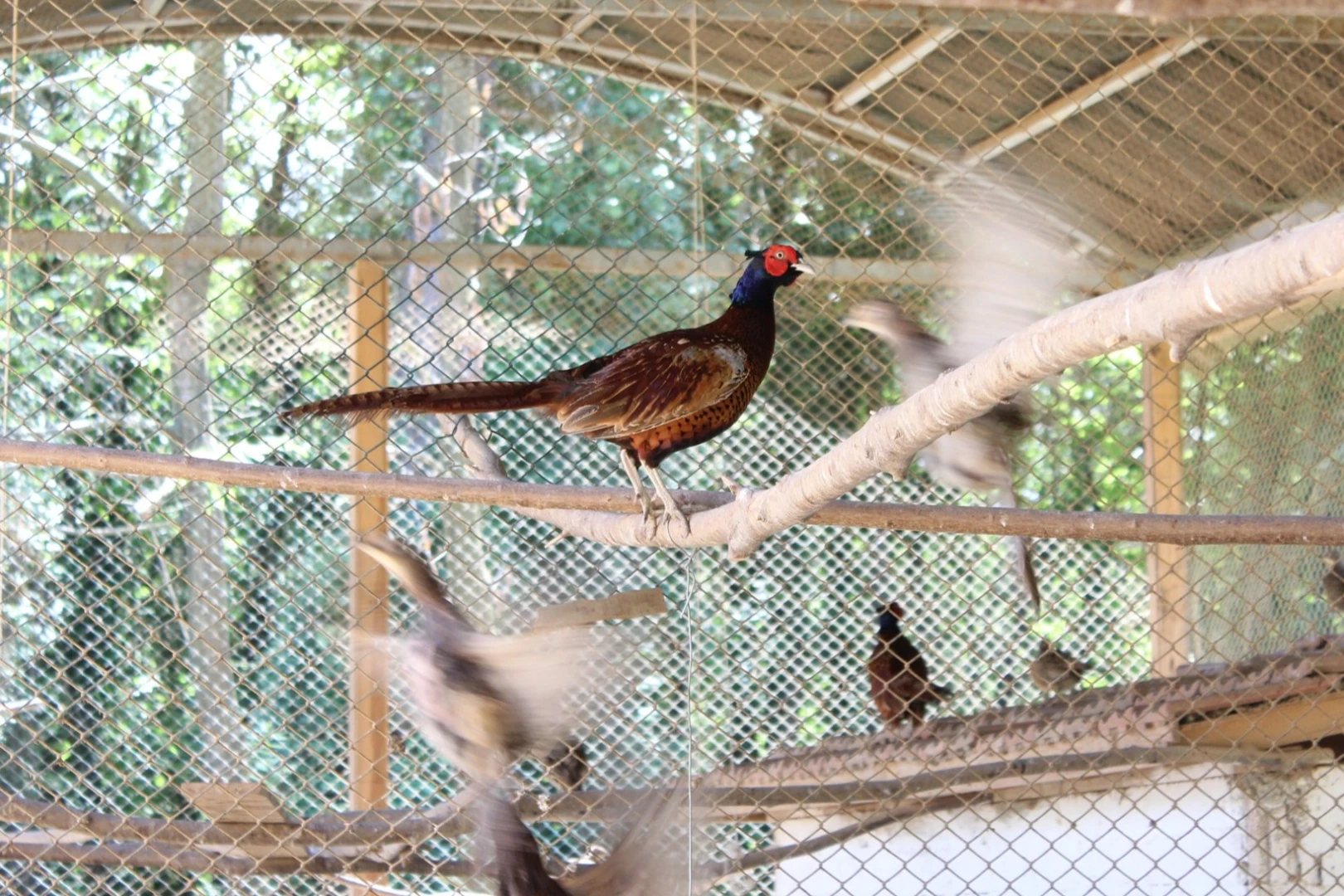 Kahverengi kokarcaya karşı sülün desteği