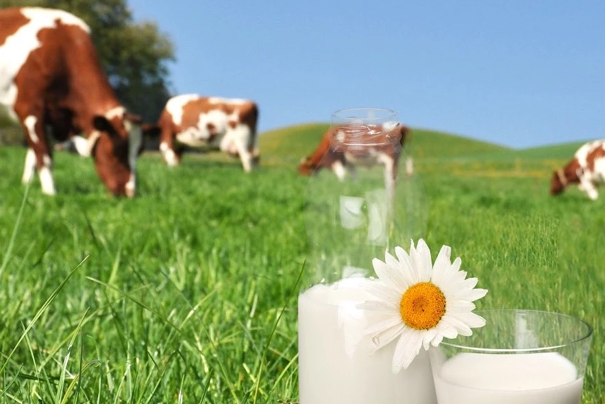 Bakan Yumaklı: Türkiye süt üretiminde büyüyor