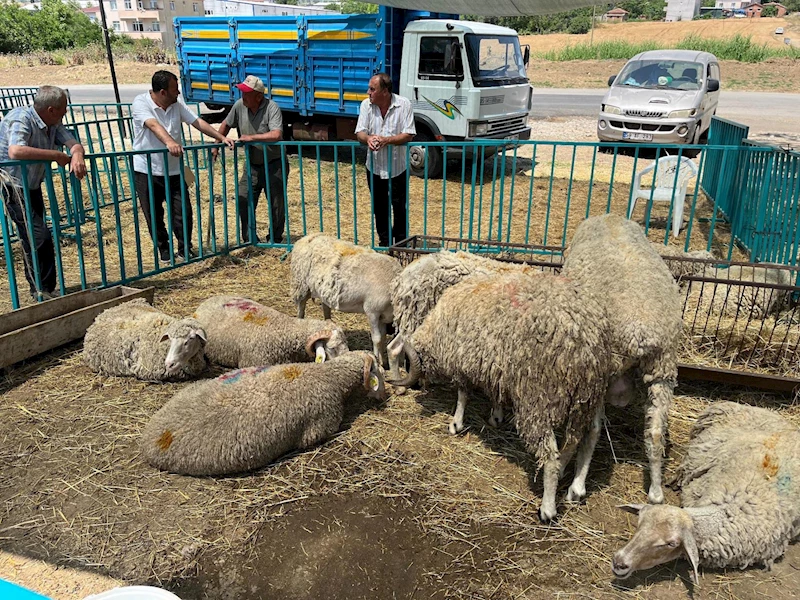 Başkan Nallar Kurbanlık Satış Alanını Ziyaret Etti