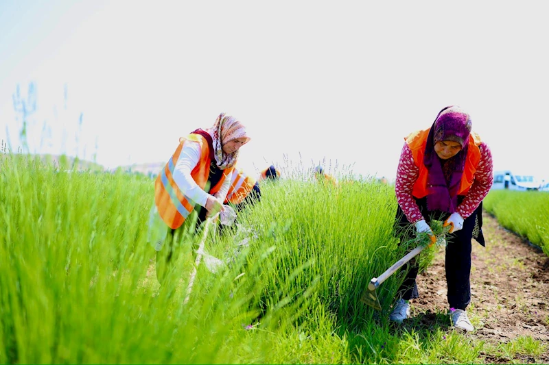 LAVANTA BAHÇESİNDE YAZ HAZIRLIĞI BAŞLADI