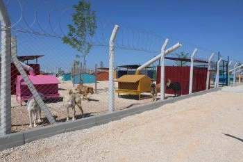 CAN DOSTLAR İÇİN DOĞAL YAŞAM ALANI AÇILDI  “ŞEFKATLE YAPTIK, SEVGİYLE YAŞATACAĞIZ”