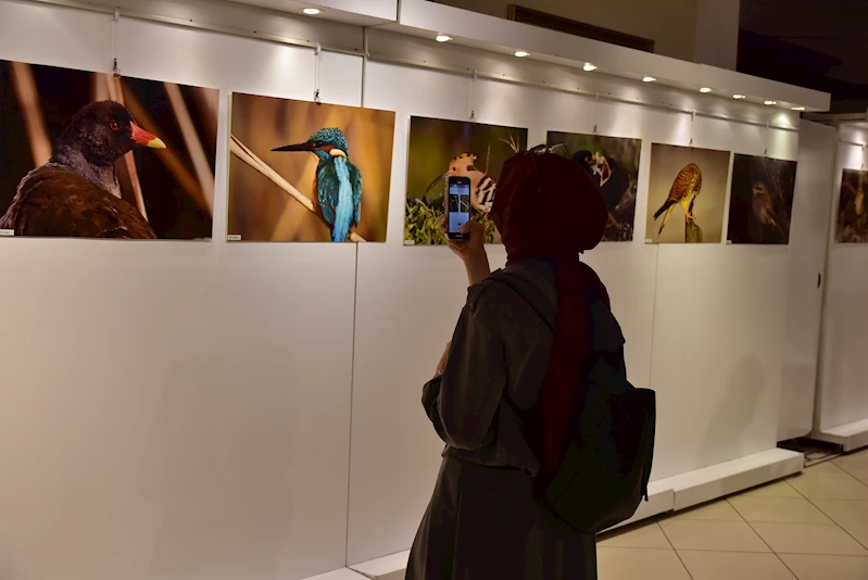 Pendik’in Kuşları Fotoğraf Karelerinde