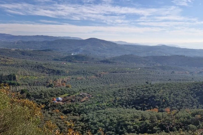 Zeytinlikler neden dokunulmazdır? Ortak açıklama yapıldı