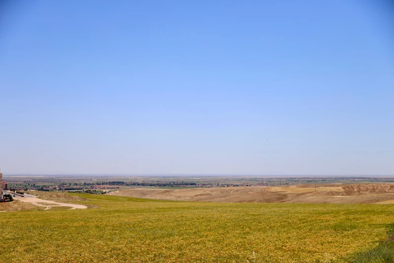 TARLADAN SOFRAYA UZANAN DESTEK İÇİN YOĞUN TARIM MESAİSİ