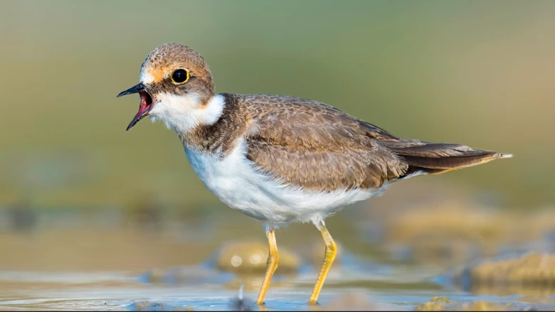 Bilim Kurulu’nun titiz çalışmaları sonuç verdi