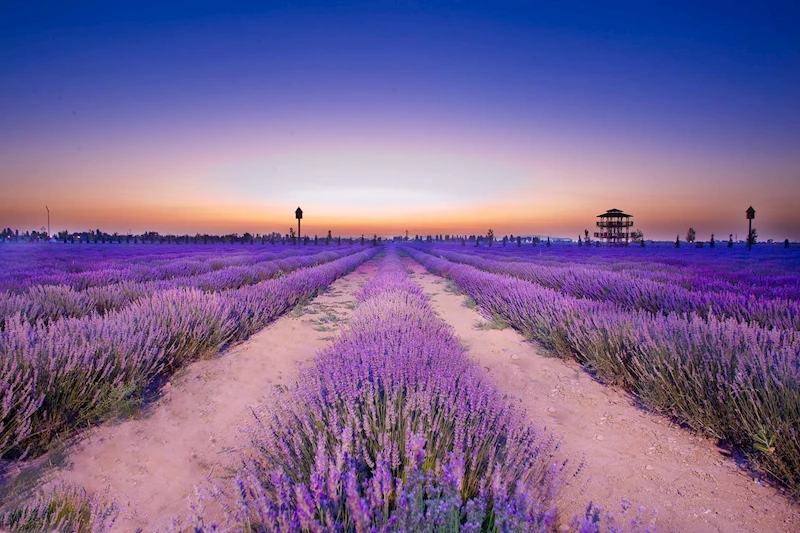 KARATAY LAVANTA BAHÇESİ 28 HAZİRAN’DA KAPILARINI AÇIYOR