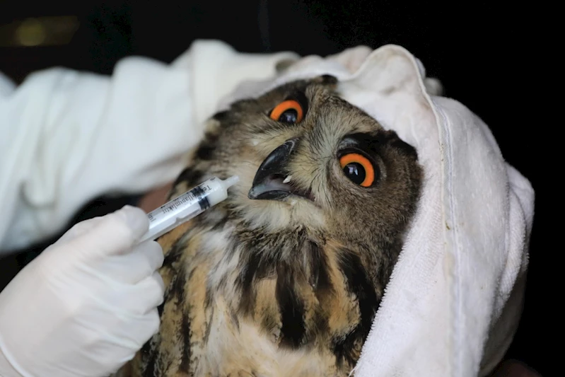 BÜYÜKŞEHİR BELEDİYESİ PUHU KUŞUNU HAYATA DÖNDÜRDÜ