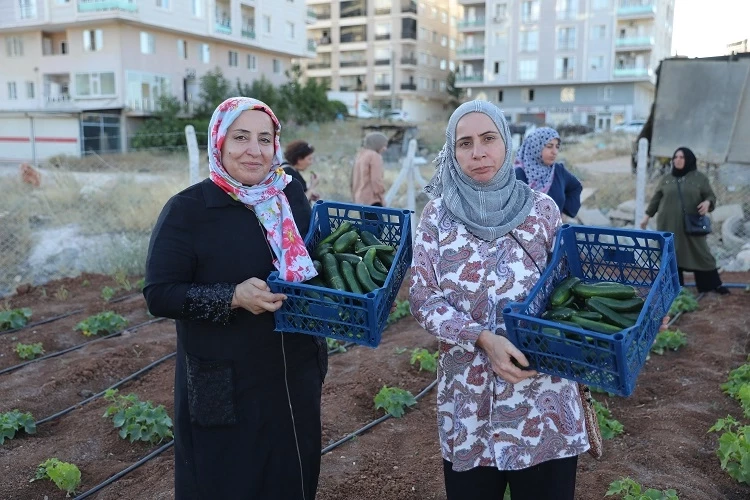 Mardin Artuklu Kent Kadın Bostanları