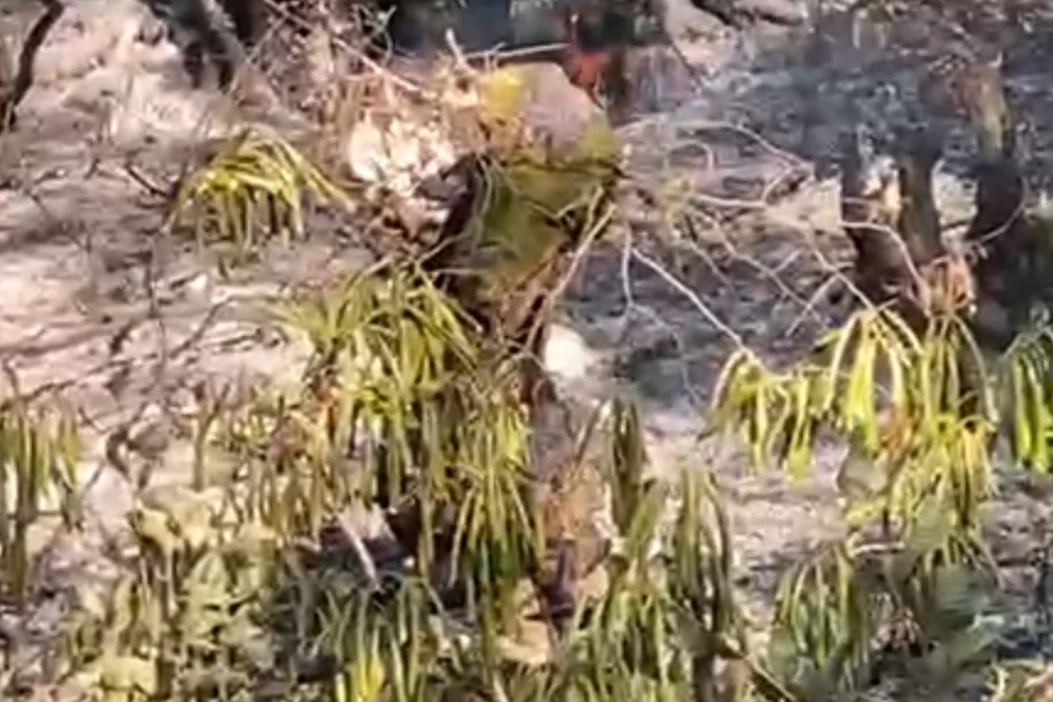 Düzce’de orman yangını korkuttu!