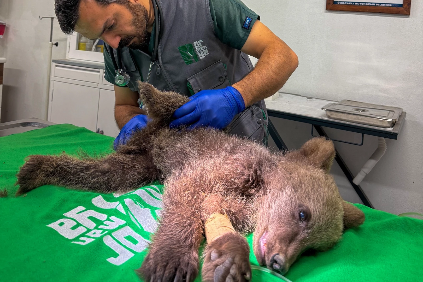 Yavru ayı Ormanya’da tedavi altında